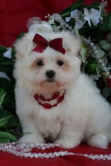 lovely Teacup maltes puppies 